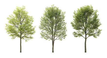 Group of three isolated deciduous trees with light green, thin foliage, isolated on transparent background.