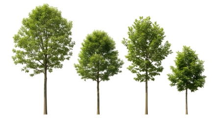 Group of four isolated deciduous trees of varying size with medium green foliage, isolated on transparent background.