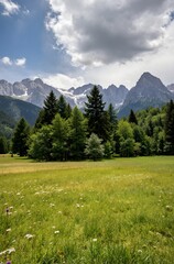 Fototapeta premium alpine meadow in the alps