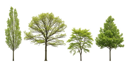 Group of four isolated deciduous trees with light green spring foliage, isolated on transparent background.