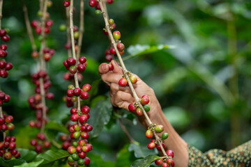 Harvesting coffee beans in lush green plantation close-up view of farmer's hand nature and agriculture