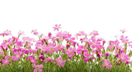 Horizontal border of small, bright pink flowers with green foliage, isolated on transparent background.