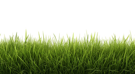 Horizontal border of vibrant, realistic green grass blades, isolated on transparent background.