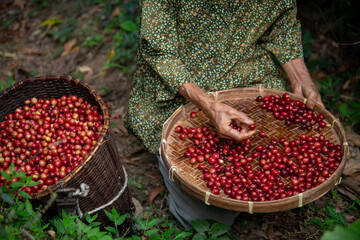 Harvesting fresh coffee cherries tropical farm close-up photography lush environment top-down view agricultural concept