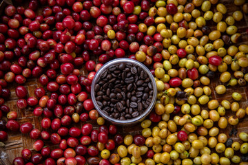 Harvesting coffee beans a colorful display of fresh fruits and roasted beans in a natural setting