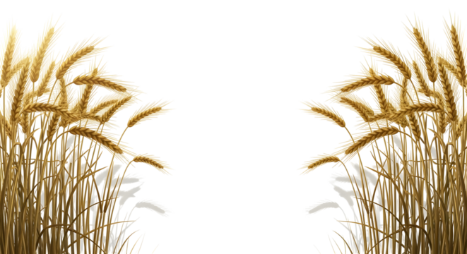 Symmetrical arrangement of stylized golden wheat or grain stalks on a border, isolated on transparent background. - Powered by Adobe