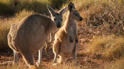 two kangaroos in the field 172 
