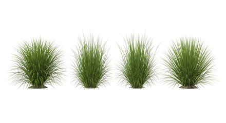 Row of four isolated green grass clumps, two with white feathery plumes, isolated on transparent background.