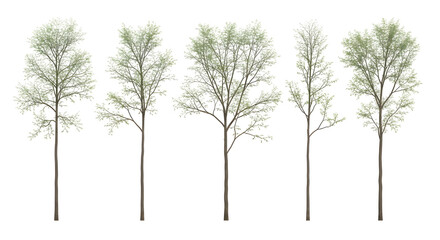 Row of five isolated young deciduous trees with sparse spring foliage, isolated on transparent background.