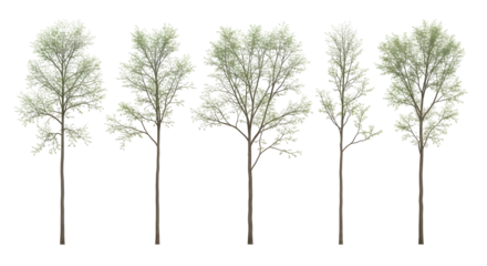 Row of five isolated young deciduous trees with sparse spring foliage, isolated on transparent background.