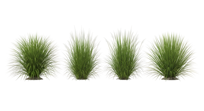 Row of four isolated green grass clumps, two with white feathery plumes, isolated on transparent background.