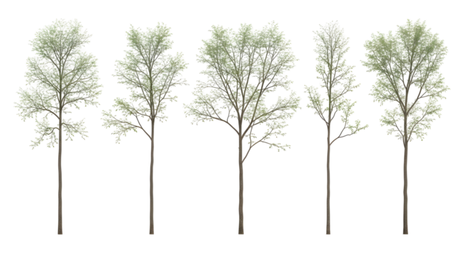 Row of five isolated young deciduous trees with sparse spring foliage, isolated on transparent background.