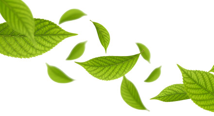 Scattered arrangement of floating/falling light green leaves, some detailed, isolated on transparent background.