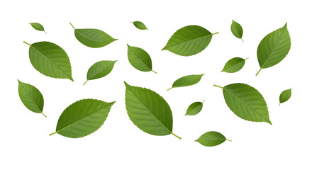 Scattered arrangement of detailed, dark green serrated leaves of various sizes, isolated on transparent background.