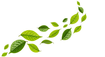 Realistic green leaves scattering diagonally upward, isolated on transparent background.