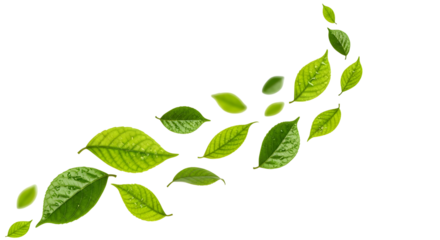 Realistic green leaves scattering diagonally upward, isolated on transparent background.