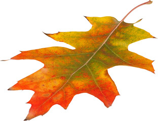 Autumn oak leaf isolated on white background