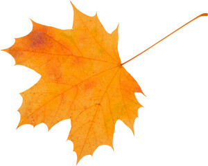 Autumn leaf isolated on white background
