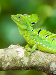 Plumed basilisk / Basilisco verde / Stirnlappenbasilisk (Basiliscus plumifrons) 