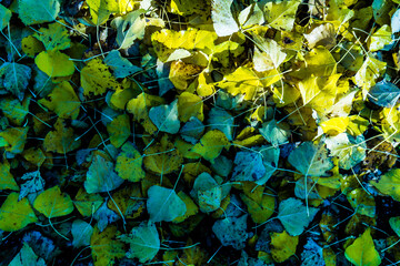 green leaves background