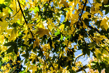 Fall leaves on the tree