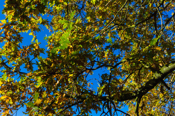 Autumn leaves on blue sky