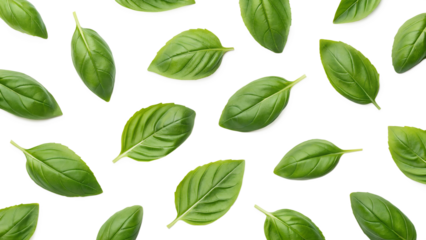  basil leaves isolated on transparent white background full depth of field clipping path