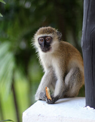 vervet monkey