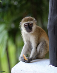 vervet monkey