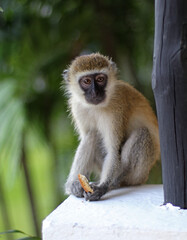 vervet monkey