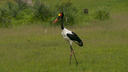 saddle-billed stork, Ephippiorhynchus senegalensis, looking for food in the meadow 667
