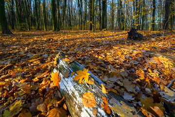 Las Zwierzyniecki jesienią, Białystok, Podlasie