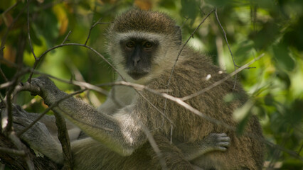 vervet monkey, Chlorocebus sabaeus, resting in tree, close 688
