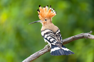 Eurasian hoopoe / Wiedehopf (Upupa epops)  © Hannes Bonzheim