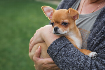 Elderly woman gently holding a small chihuahua puppy in her arms outdoors, concept of love, care, trust, friendship, animal companionship and emotional connection, copyspace