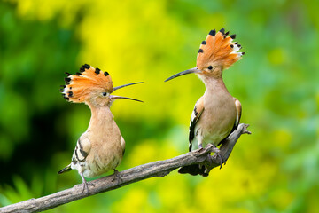 Eurasian hoopoe / Wiedehopf (Upupa epops)
