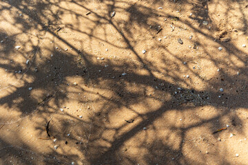 A beautiful Baltis Sea coastline landscape with forest growing on dunes. Sunny summer day in Latvia, Europe.