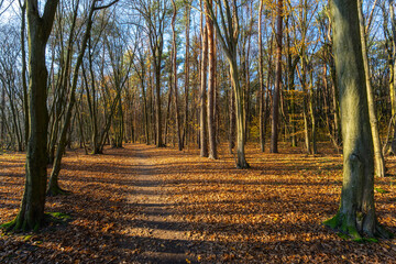 Las Zwierzyniecki jesienią, Białystok, Podlasie