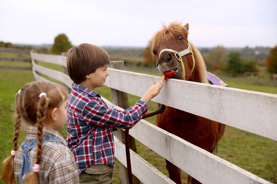 Equine assisted therapy. Cute children feeding apple to beautiful pony at paddock. Lovely domesticated pet - Powered by Adobe