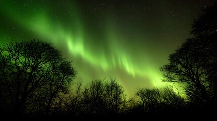 Spectacular green Aurora Borealis dancing in the night sky above silhouetted trees