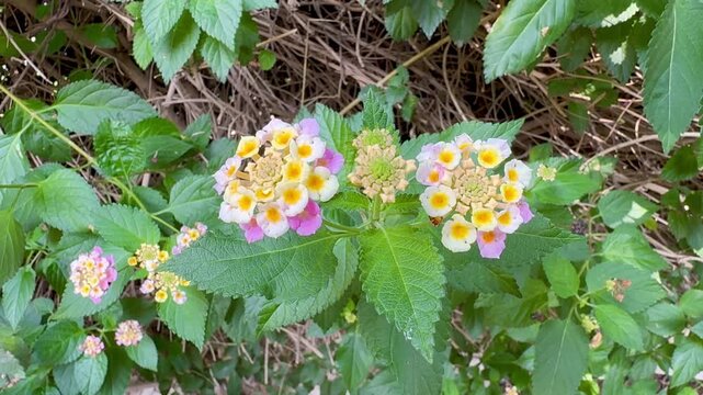 Lantana is a group of around 150 species of perennial plants that produce flowers and belong to the verbena family, Verbenaceae.