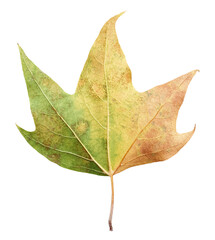 양버즘나무 나뭇잎, 단풍