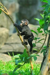 A little tonkeana macaque is seen playing in a tree.