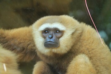 Obraz premium close up of a gibbon's serious face
