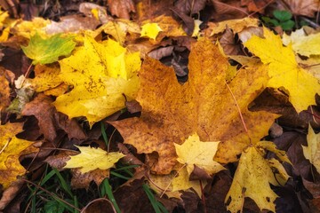 autumn leaves on the ground