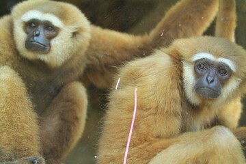 a pair of gibbons are seen sitting together