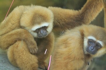 a pair of gibbons are seen sitting and chatting