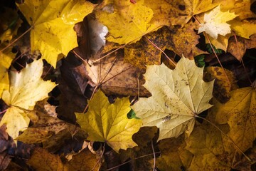 autumn leaves background