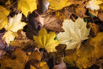 autumn leaves background