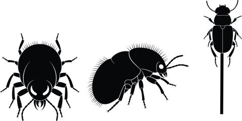 Black Beetle Silhouettes in Various Poses for Entomology, Nature Education, Insect Anatomy, Wildlife Study, and Scientific Illustration Projects